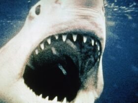 The Applause for Jaws, Despite Flaws