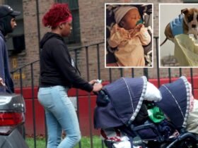 The NYC newborn family claims that she died of SIDS after I confirmed that Pit Bull was not a perpetrator