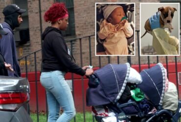 The NYC newborn family claims that she died of SIDS after I confirmed that Pit Bull was not a perpetrator