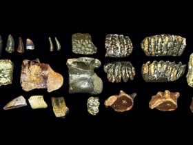 These human ancestors were not as lonely as experts thought