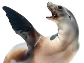 This Adorable Sea Lion Can Keep a Beat Better Than Some Humans : ScienceAlert