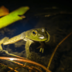 This invasive frog can fit baby turtles in his mouth