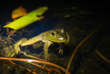 This invasive frog can fit baby turtles in his mouth