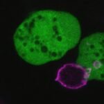 This parasite tears apart human cells and carries them as disguises