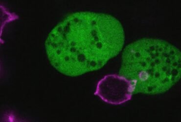 This parasite tears apart human cells and carries them as disguises