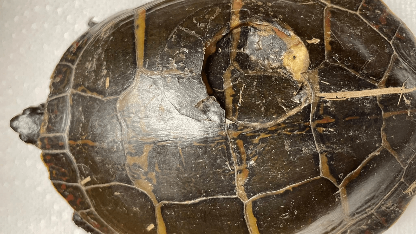 Turtle's mysterious injury caused by a golf ball