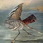 Two artists conquer the ecology of Australia in a bird