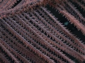 a detail of black coral fronds