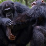 An image of two chimps with one taking care of another