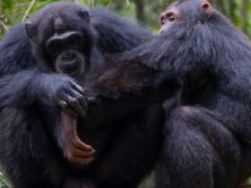 An image of two chimps with one taking care of another