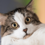 Your cat probably knows your scent