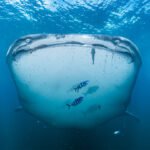 A whale shark looks toward the camera in an underwater photograph. Black-and-white striped fish swim in front of the shark and a scuba diver is in the distance.