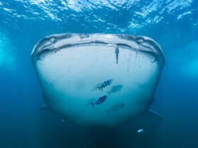 A whale shark looks toward the camera in an underwater photograph. Black-and-white striped fish swim in front of the shark and a scuba diver is in the distance.