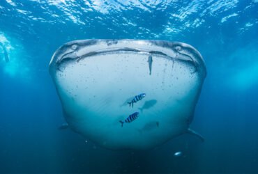 A whale shark looks toward the camera in an underwater photograph. Black-and-white striped fish swim in front of the shark and a scuba diver is in the distance.