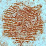 image of red fingerprint from a Neandertal