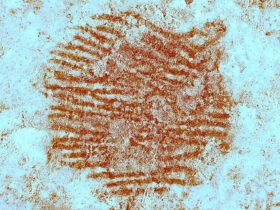 image of red fingerprint from a Neandertal