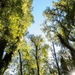 Carbon sink possibly found in the South Island