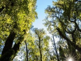 Carbon sink possibly found in the South Island