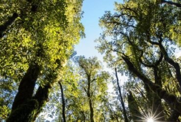 Carbon sink possibly found in the South Island