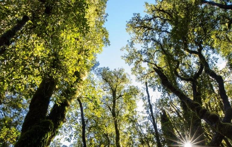 Carbon sink possibly found in the South Island