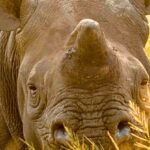 Dehorning Rhinos Cuts Poaching by 78% – Saving Thousands of Animals' Lives : ScienceAlert