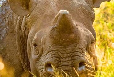 Dehorning Rhinos Cuts Poaching by 78% – Saving Thousands of Animals' Lives : ScienceAlert