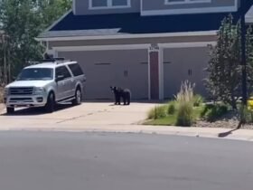 Denver-area bear captured near Aurora home, relocated to better habitat