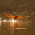 a fruit bat skims the surface of water with wings outstretched