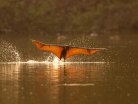 a fruit bat skims the surface of water with wings outstretched