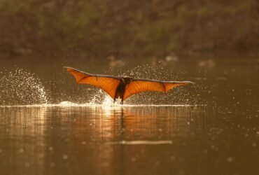a fruit bat skims the surface of water with wings outstretched