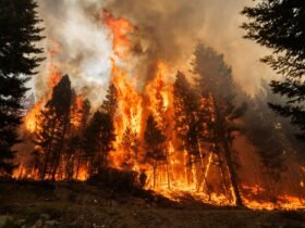 Forest Preservation, Tree Planting Could Actually Worsen Climate Change