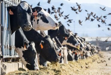 How a US agriculture agency became key in the fight against bird flu