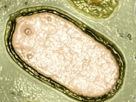 Hundreds of Mysterious Giant Viruses Discovered Lurking in The Ocean : ScienceAlert