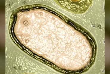 Hundreds of Mysterious Giant Viruses Discovered Lurking in The Ocean : ScienceAlert