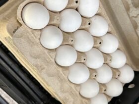 Salmonella Outbreak Tied To Eggs Sickens Dozens Across 7 States