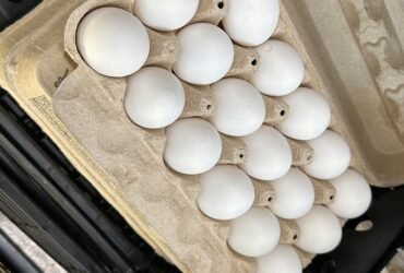 Salmonella Outbreak Tied To Eggs Sickens Dozens Across 7 States