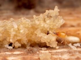 Super-invasive termites could spread from Florida around the world