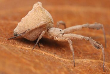A little brown spider with a bulbous hind-end sits on a brown leaf.