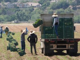Trump curbs immigration enforcement at farms, plants, restaurants