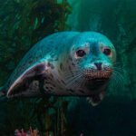 A seal with speckled gray and black fur swims through an underwater kelp forest, facing the camera.