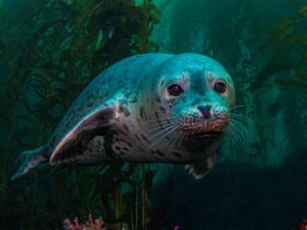 A seal with speckled gray and black fur swims through an underwater kelp forest, facing the camera.