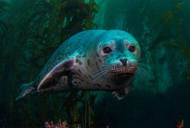 A seal with speckled gray and black fur swims through an underwater kelp forest, facing the camera.