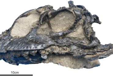 Well-preserved dinosaurus skull belongs to new Sauropod species