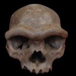 A skull with a thick ridge over its eye sockets is shown face-forward on a black background.