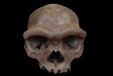 A skull with a thick ridge over its eye sockets is shown face-forward on a black background.