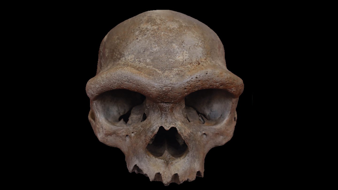 A skull with a thick ridge over its eye sockets is shown face-forward on a black background.